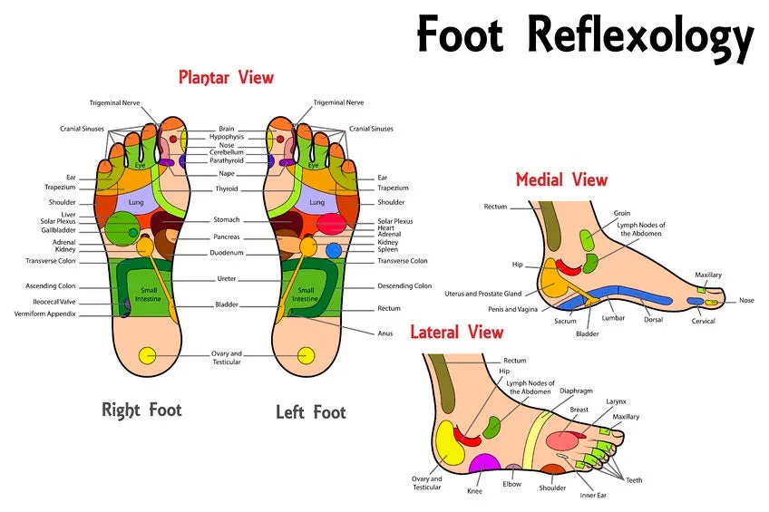 Self-paced Online Home Study 12 CE Foot Reflexology Basics with Advanced Medical Foot Massage