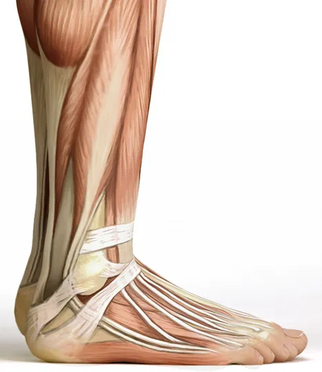 Self-paced Online Home Study 12 CE Foot Reflexology Basics with Advanced Medical Foot Massage