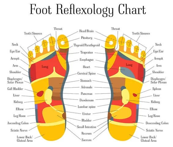 Self-paced Online Home Study 12 CE Foot Reflexology Basics with Advanced Medical Foot Massage