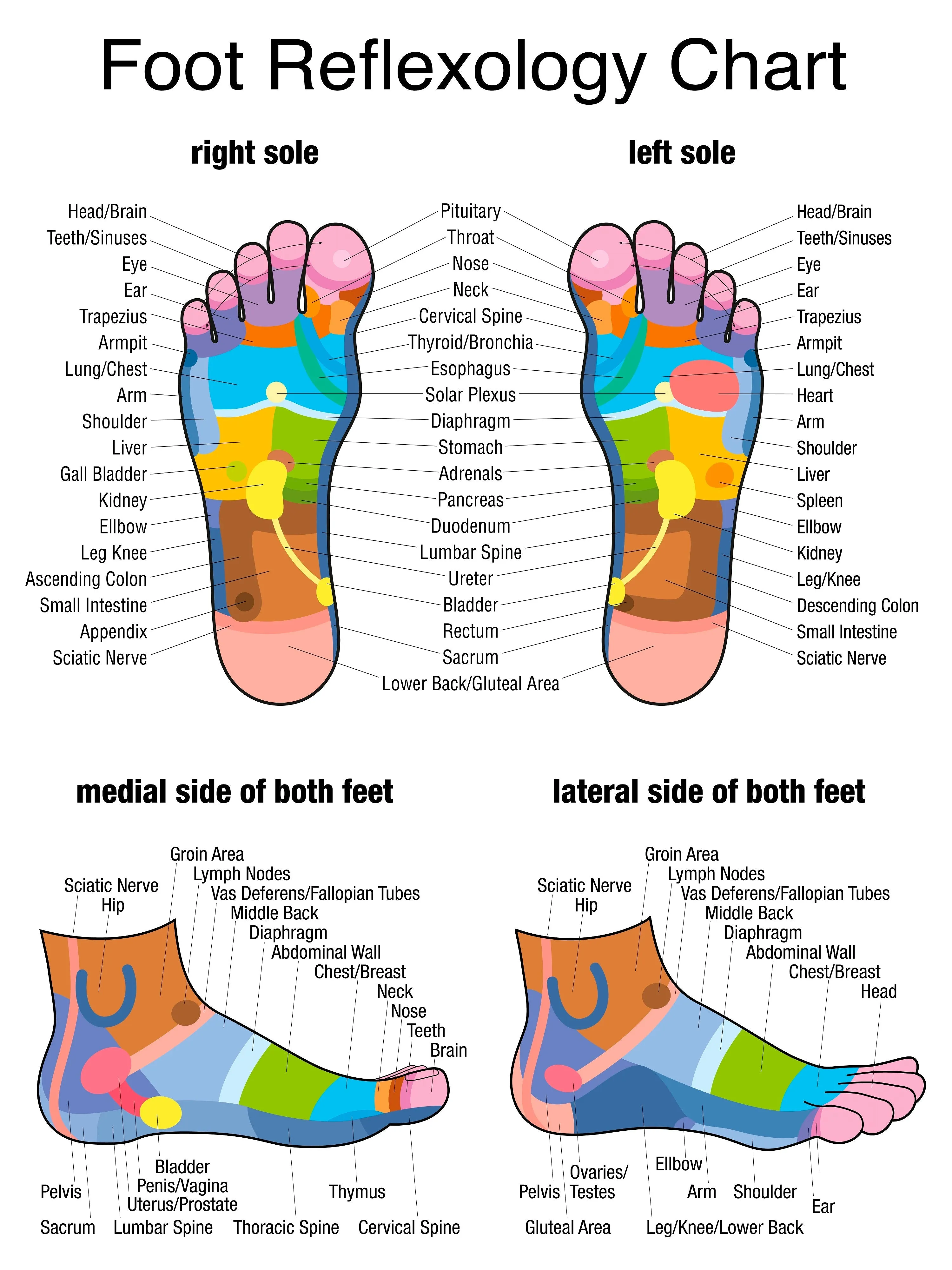 Self-paced Online Home Study 12 CE Foot Reflexology Basics with Advanced Medical Foot Massage